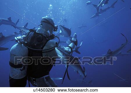 Stock Image - Blue Sharks (Prionace glauca) massing in deep water around shark diver Bob Cranston. San Clementa Island, California, USA. Pacific Ocean. Model released.. Fotosearch