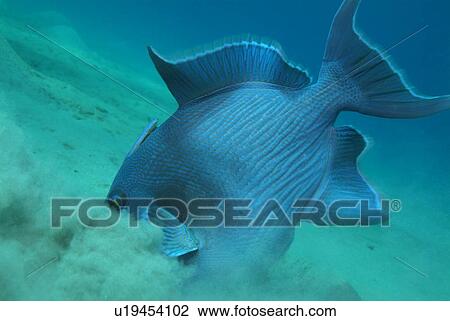 Stock Image - Blue triggerfish. Red Sea.. Fotosearch