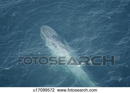 Blue whale (Balaenoptera muscularis) surfacing to breath. Aerial photograph. Husavik, Iceland View Large Photo Image Stock Image - Blue whale (Balaenoptera muscularis) surfacing to breath. Aerial photograph. Husavik, Iceland. Fotosearch
