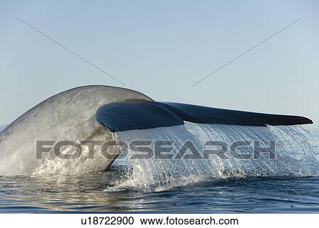 Blue whale (balaenoptera musculus). A blue whale tail. Gulf of California. View Large Photo Image Stock Image - Blue whale (balaenoptera musculus). A blue whale tail. Gulf of California.. Fotosearch