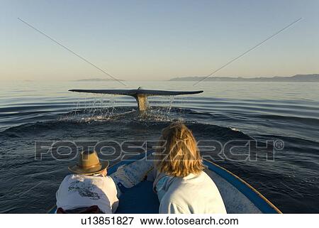 Blue whale (Balaenoptera musculus). A blue whale tail enthralls watching tourists. Gulf of California. View Large Photo Image Stock Photo - Blue whale (Balaenoptera musculus). A blue whale tail enthralls watching tourists. Gulf of California.. Fotosearch