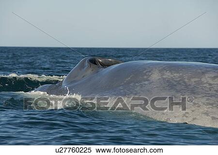 Blue whale (Balaenoptera musculus). A blue whale showing the typical mottled skin colouring. Gulf of California. View Large Photo Image Stock Photography - Blue whale (Balaenoptera musculus). A blue whale showing the typical mottled skin colouring. Gulf of California.. Fotosearch