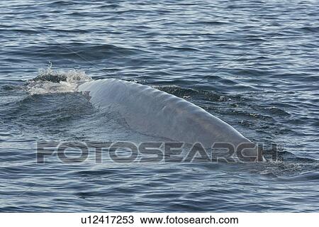 Stock Image - Blue Whale (Balaenoptera musculus). Looking along back-bone & showing small dorsal fin, Gulf of California, Mexico.. Fotosearch