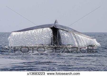 Blue Whale (Balaenoptera musculus) fluke-up dive in the offshore waters of Santa Monica Bay, California, USA. View Large Photo Image Stock Image - Blue Whale (Balaenoptera musculus) fluke-up dive in the offshore waters of Santa Monica Bay, California, USA.. Fotosearch
