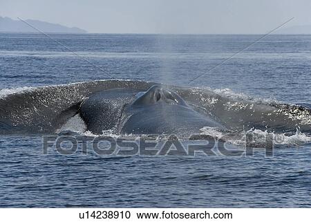 Blue whale (Balaenoptera musculus). Moving at speed a blue whale creates a massive bow wave, seen here as the whale surfaces. Gulf of California. View Large Photo Image Stock Image - Blue whale (Balaenoptera musculus). Moving at speed a blue whale creates a massive bow wave, seen here as the whale surfaces. Gulf of California.. Fotosearch