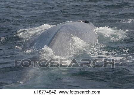 Blue Whale (Balaenoptera musculus). Looking along back-bone to blow hole, Gulf of California, Mexico. View Large Photo Image Stock Image - Blue Whale (Balaenoptera musculus). Looking along back-bone to blow hole, Gulf of California, Mexico.. Fotosearch