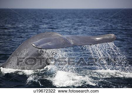 Blue Whale (Balaenoptera musculus) fluke-up dive in the offshore waters of Santa Monica Bay, California, USA. The blue whale is the largest animal to ever live on planet Earth. Santa Monica Bay, California, USA View Large Photo Image Stock Image - Blue Whale (Balaenoptera musculus) fluke-up dive in the offshore waters of Santa Monica Bay, California, USA. The blue whale is the largest animal to ever live on planet Earth. Santa Monica Bay, California, USA. Fotosearch