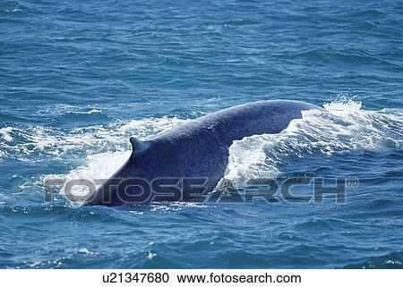 Stock Image - Blue whale (Balaenoptera musculus) surfacing with long back and characteristically small dorsal visible. West of Iceland.. Fotosearch