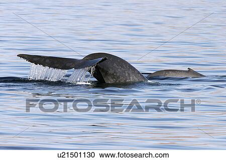 Stock Image - Blue Whale (Balaenoptera musculus) Mother and calf fluke-up dive in the Gulf of California (Sea of Cortez), Mexico.. Fotosearch
