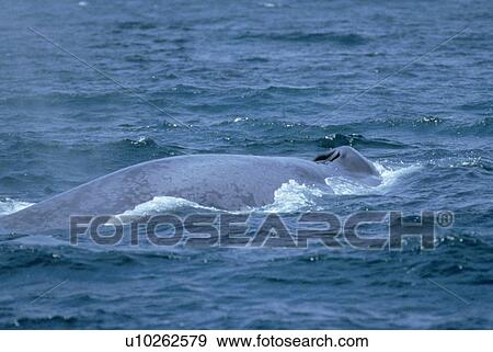 Blue whale (Balaenoptera musculus) surfacing. Monterey, USA. View Large Photo Image Stock Photo - Blue whale (Balaenoptera musculus) surfacing. Monterey, USA.. Fotosearch