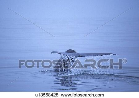 Blue whale, (Balaenoptera musculus), fluking up to dive, Monterey Bay, California, USA View Large Photo Image Stock Photo - Blue whale, (Balaenoptera musculus), fluking up to dive, Monterey Bay, California, USA. Fotosearch