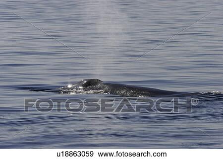 Stock Photo - Blue Whale (Balaenoptera musculus) surfacing in the middle Gulf of California (Sea of Cortez), Mexico.. Fotosearch
