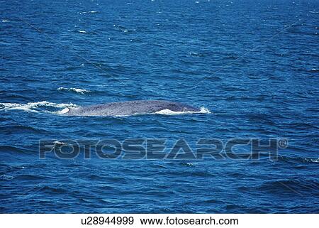 Blue whale (Balaenoptera musculus) characteristic long back and small dorsal fin, Iceland View Large Photo Image Stock Photo - Blue whale (Balaenoptera musculus) characteristic long back and small dorsal fin, Iceland. Fotosearch
