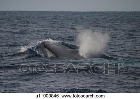 Stock Photograph - Blue whale (Balaenoptera musculus) surfacing, Azores, Atlantic Ocean. Fotosearch