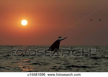 Stock Photograph - Blue Whale (Balaenoptera musculus) fluke-up dive at sunset in the offshore waters of Santa Monica Bay, California, USA.. Fotosearch