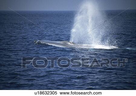Blue Whale (Balaenoptera musculus) blow. Azores View Large Photo Image Stock Photography - Blue Whale (Balaenoptera musculus) blow. Azores. Fotosearch