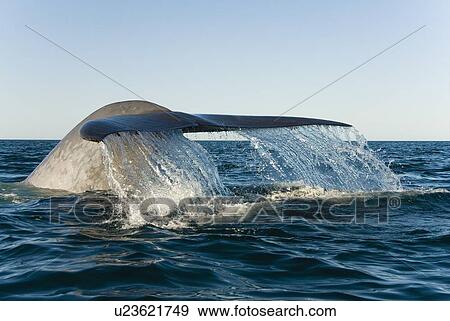 Blue whale (balaenoptera musculus). The tail of a blue whale can be up to 20ft across. Gulf of California. View Large Photo Image Stock Photo - Blue whale (balaenoptera musculus). The tail of a blue whale can be up to 20ft across. Gulf of California.. Fotosearch