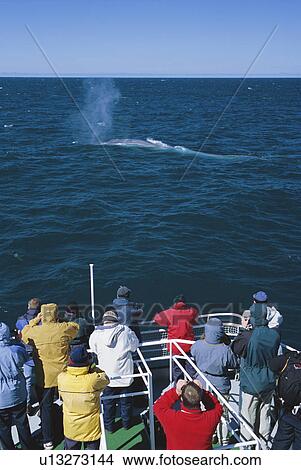 Picture - Blue whale surfacing in front of tourists on a SeaTours trip. Olafsvik, Iceland.. Fotosearch