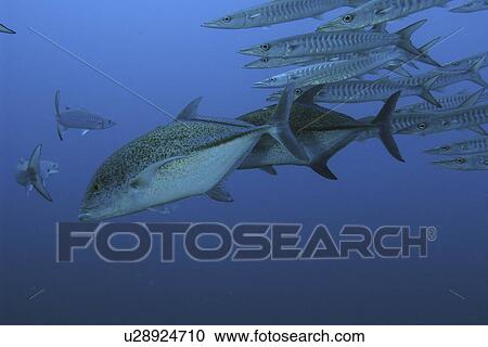 Bluefin Trevally (Caranx melampygus) hunting in a school of baracuda. Red Sea. Egypt. View Large Photo Image Stock Image - Bluefin Trevally (Caranx melampygus) hunting in a school of baracuda. Red Sea. Egypt. . Fotosearch