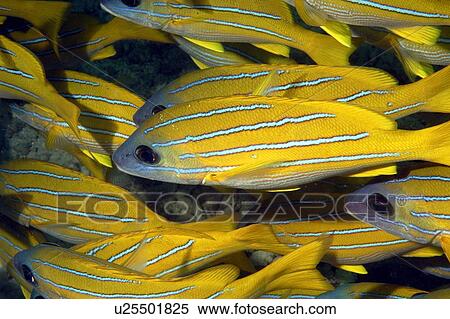 Bluestripe Snapper (Lutjanus kasmira). Borneo, Malaysia View Large Photo Image Stock Photography - Bluestripe Snapper (Lutjanus kasmira). Borneo, Malaysia. Fotosearch