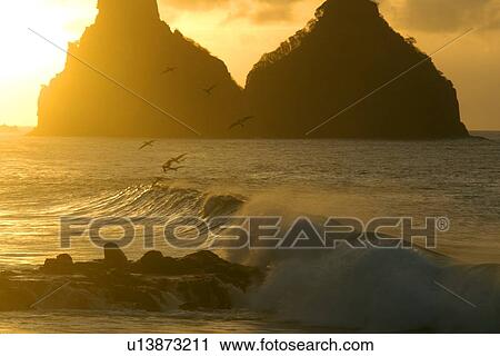 Stock Image - Boobies feeding at dusk and Dois Irmaos, Fernando de Noronha national marine sanctuary, Pernambuco, Brazil (S. Atlantic) . Fotosearch
