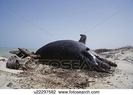 Bottlenose dolphin and Finless porpoise washed up dead on a beach. Netting from fishing gear that killed them was still attached to their tails. Arabian Gulf, UAE View Large Photo Image Stock Image - Bottlenose dolphin and Finless porpoise washed up dead on a beach. Netting from fishing gear that killed them was still attached to their tails. Arabian Gulf, UAE. Fotosearch