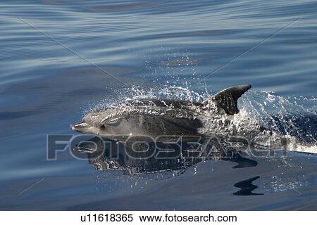 Bottlenose dolphin surfacing (Tursiops truncatus) Azores, Atlantic Ocean View Large Photo Image Stock Photography - Bottlenose dolphin surfacing (Tursiops truncatus) Azores, Atlantic Ocean. Fotosearch