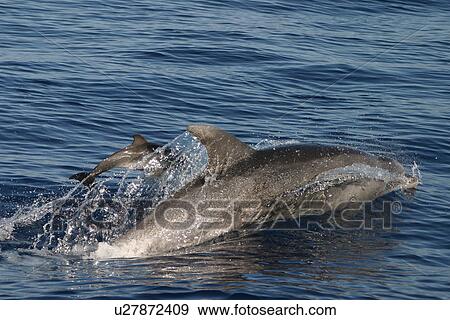 Stock Photo - Bottlenose dolphin surfacing with tiny baby (Tursiops truncatus) Azores, Portugal. Fotosearch