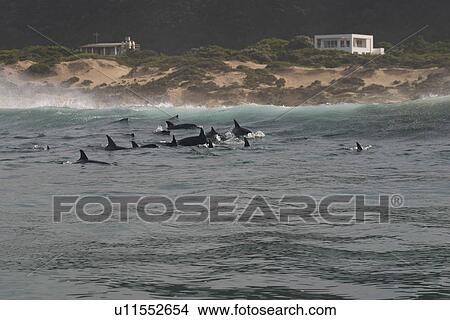 Picture - Bottlenose Dolphin (Tursiops truncatus). Group socialising in surf zone. South Africa.. Fotosearch