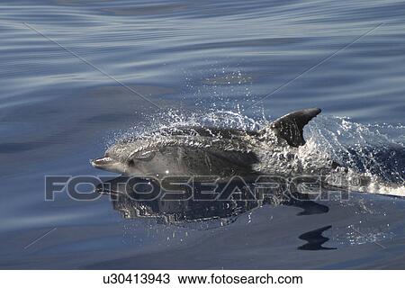 Stock Image - Bottlenose Dolphin (Tursiops Truncatus). Azores. Fotosearch