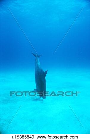 Stock Photo - Bottlenose dolphin (Tursiops truncatus). Underwater crater, feeding on sandy bottom. Bahamas.. Fotosearch