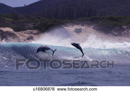 Bottlenose dolphin (Tursiops truncatus). Surfing and jumping from the back of the wave. Plettenberg Bay, South Africa. View Large Photo Image Stock Photo - Bottlenose dolphin (Tursiops truncatus). Surfing and jumping from the back of the wave. Plettenberg Bay, South Africa.. Fotosearch