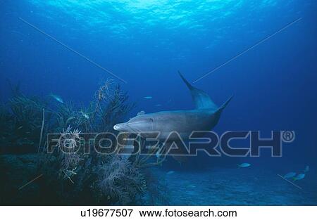Stock Photo - Bottlenose Dolphin (Tursiops truncatus). Bahamas.. Fotosearch