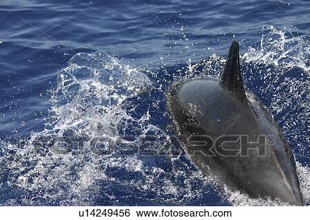 Bottlenose Dolphin (Tursiops truncatus), back view while bow riding at speed. Gran Canaria, Canary Island, North Atlantic. View Large Photo Image Stock Photograph - Bottlenose Dolphin (Tursiops truncatus), back view while bow riding at speed. Gran Canaria, Canary Island, North Atlantic.. Fotosearch