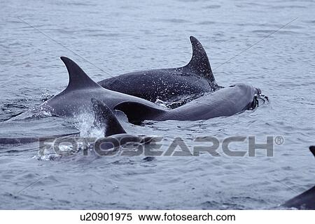 Stock Photography - Bottlenose dolphin (Tursiops truncatus). Social group. Hebrides, Scotland.. Fotosearch