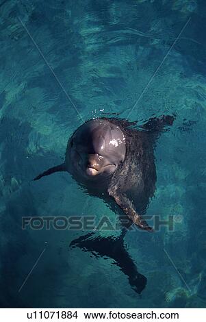 Picture - Bottlenose dolphin (Tursiops truncatus) in captivity. Watching passing humans. Blue Lagoon, Bahamas.. Fotosearch