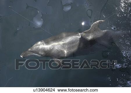 Bottlenose Dolphin (Tursiops truncatus) bow riding in the lower Gulf of California (Sea of Cortez), Mexico. View Large Photo Image Picture - Bottlenose Dolphin (Tursiops truncatus) bow riding in the lower Gulf of California (Sea of Cortez), Mexico.. Fotosearch