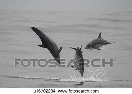 Picture - Bottlenose Dolphin (Tursiops truncatus) leaping trio. Azores. Fotosearch