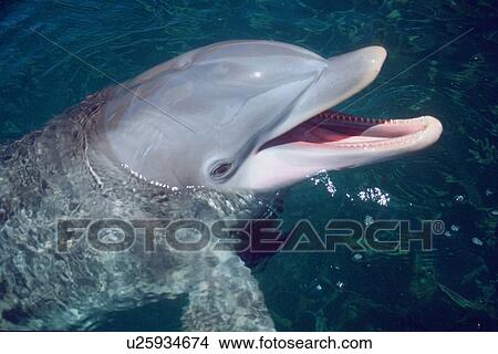 Bottlenose dolphin, Tursiops truncatus, Oahu, Hawaii (N. Pacific) View Large Photo Image Picture - Bottlenose dolphin, Tursiops truncatus, Oahu, Hawaii (N. Pacific). Fotosearch