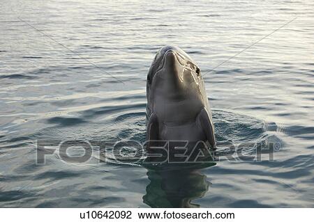Bottlenose dolphin (Tursiops truncatus) in a sea pen. Red Sea. Captive View Large Photo Image Stock Image - Bottlenose dolphin (Tursiops truncatus) in a sea pen. Red Sea. Captive. Fotosearch
