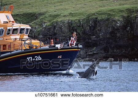 Stock Image - Bottlenose dolphin (Tursiops truncatus truncatus) leaping from under the bow of an RNLI boat, closely watched by the off duty crew. (Image is 1 of 2). Hebrides, Scotland. Fotosearch