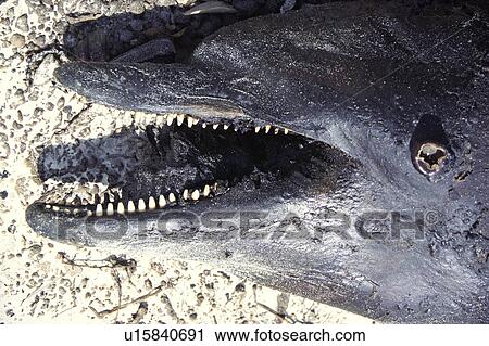 Bottlenose dolphin (Tursiops truncatus aduncus) washed up dead on a beach. Sharp teeth visible. Arabian Gulf, UAE. View Large Photo Image Stock Image - Bottlenose dolphin (Tursiops truncatus aduncus) washed up dead on a beach. Sharp teeth visible. Arabian Gulf, UAE.. Fotosearch