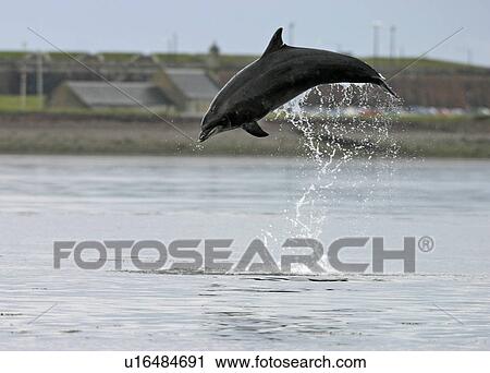 Stock Image - Bottlenose dolphin (Tursiops truncatus truncatus) leaping 2 metres above the surface. (1 or 2 images) Moray Firth, Scotland. Fotosearch