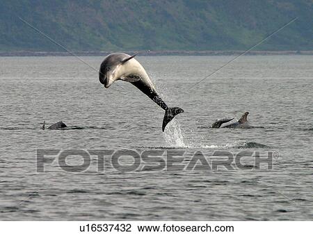 Stock Image - Bottlenose dolphin (Tursiops truncatus truncatus), from a group, leaping clear of the surface. Moray Firth, Scotland. Fotosearch