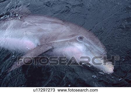 Stock Image - Bottlenose dolphin, Tursiops truncatus, Oahu, Hawaii (N. Pacific). Fotosearch