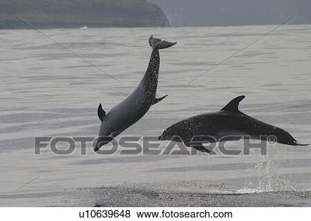 Stock Photo - Bottlenose Dolphin (Tursiops truncatus) leaping duo. Azores. Fotosearch