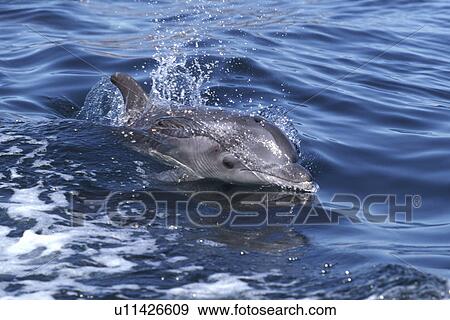 Stock Photo - Bottlenose Dolphin, Tursiops truncatus, calf surfacing in boat wake, Bahia de los Angeles, BCN Mexico. Fotosearch