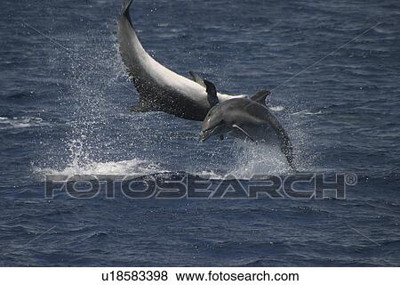 Bottlenose Dolphin, Tursiops truncatus, pair performing acrobatics together at the surface in the Azores View Large Photo Image Stock Photo - Bottlenose Dolphin, Tursiops truncatus, pair performing acrobatics together at the surface in the Azores. Fotosearch