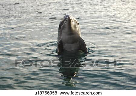 Bottlenose dolphin (Tursiops truncatus) in a sea pen. Red Sea. Captive View Large Photo Image Stock Photo - Bottlenose dolphin (Tursiops truncatus) in a sea pen. Red Sea. Captive. Fotosearch