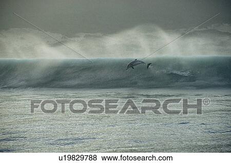 Bottlenose Dolphin (Tursiops truncatus truncatus) leaping from breaking wave. South Africa. View Large Photo Image Stock Photo - Bottlenose Dolphin (Tursiops truncatus truncatus) leaping from breaking wave. South Africa.. Fotosearch
